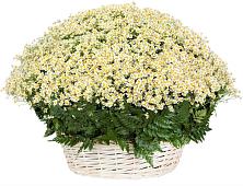 Цветочная композиция из Ромашки в корзине #REPLACE_PRED# Знаменском Краснодарский край
